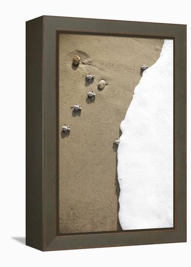 Just Hatched Baby Olive Ridley (Golfina) Turtles In Michoacan, Mexico-Justin Bailie-Framed Premier Image Canvas
