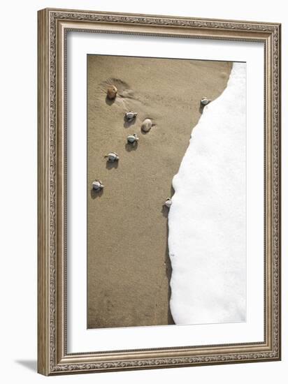 Just Hatched Baby Olive Ridley (Golfina) Turtles In Michoacan, Mexico-Justin Bailie-Framed Photographic Print