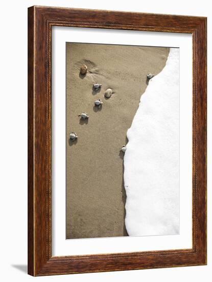 Just Hatched Baby Olive Ridley (Golfina) Turtles In Michoacan, Mexico-Justin Bailie-Framed Photographic Print