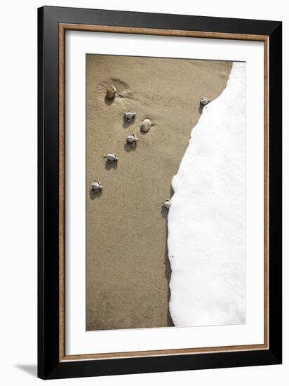 Just Hatched Baby Olive Ridley (Golfina) Turtles In Michoacan, Mexico-Justin Bailie-Framed Photographic Print