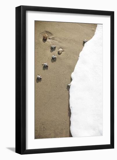 Just Hatched Baby Olive Ridley (Golfina) Turtles In Michoacan, Mexico-Justin Bailie-Framed Photographic Print