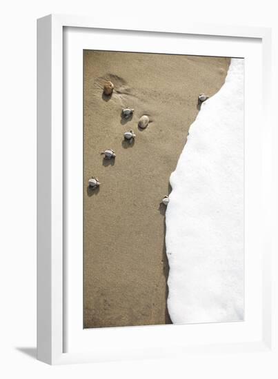 Just Hatched Baby Olive Ridley (Golfina) Turtles In Michoacan, Mexico-Justin Bailie-Framed Photographic Print