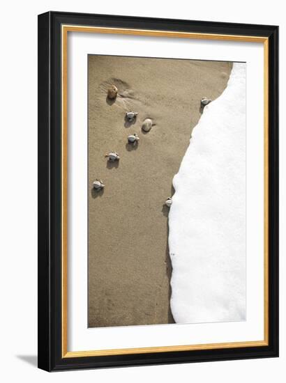 Just Hatched Baby Olive Ridley (Golfina) Turtles In Michoacan, Mexico-Justin Bailie-Framed Photographic Print