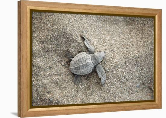 Just Hatched Baby Olive Ridley (Golfina) Turtles In Michoacan, Mexico-Justin Bailie-Framed Premier Image Canvas