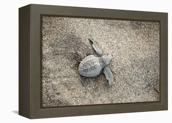 Just Hatched Baby Olive Ridley (Golfina) Turtles In Michoacan, Mexico-Justin Bailie-Framed Premier Image Canvas