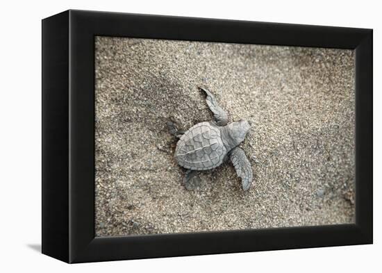 Just Hatched Baby Olive Ridley (Golfina) Turtles In Michoacan, Mexico-Justin Bailie-Framed Premier Image Canvas