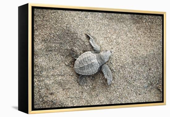 Just Hatched Baby Olive Ridley (Golfina) Turtles In Michoacan, Mexico-Justin Bailie-Framed Premier Image Canvas