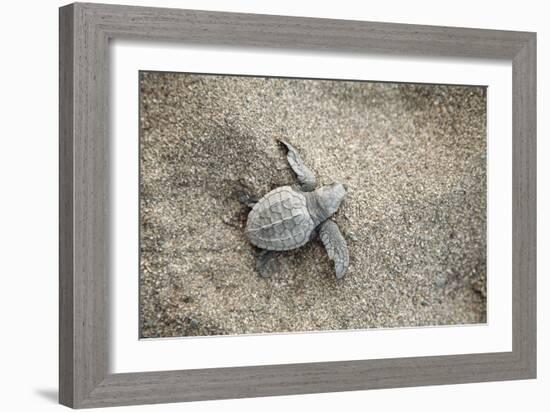 Just Hatched Baby Olive Ridley (Golfina) Turtles In Michoacan, Mexico-Justin Bailie-Framed Photographic Print