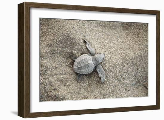 Just Hatched Baby Olive Ridley (Golfina) Turtles In Michoacan, Mexico-Justin Bailie-Framed Photographic Print