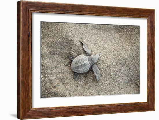 Just Hatched Baby Olive Ridley (Golfina) Turtles In Michoacan, Mexico-Justin Bailie-Framed Photographic Print