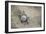 Just Hatched Baby Olive Ridley (Golfina) Turtles In Michoacan, Mexico-Justin Bailie-Framed Photographic Print