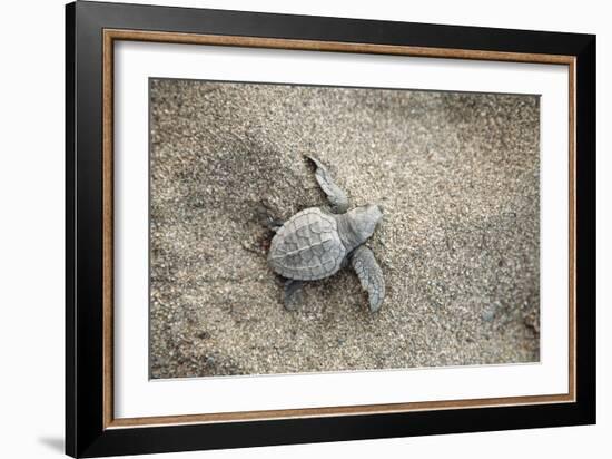 Just Hatched Baby Olive Ridley (Golfina) Turtles In Michoacan, Mexico-Justin Bailie-Framed Photographic Print