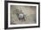 Just Hatched Baby Olive Ridley (Golfina) Turtles In Michoacan, Mexico-Justin Bailie-Framed Photographic Print