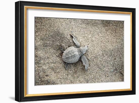 Just Hatched Baby Olive Ridley (Golfina) Turtles In Michoacan, Mexico-Justin Bailie-Framed Photographic Print