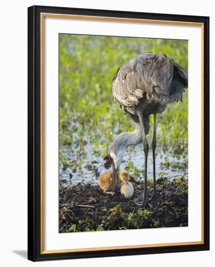 Just Hatched, Sandhill Crane First Colt with Food in Beak, Florida-Maresa Pryor-Framed Photographic Print