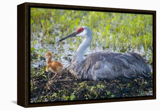 Just Hatched, Sandhill Crane on Nest with First Colt, Florida-Maresa Pryor-Framed Premier Image Canvas