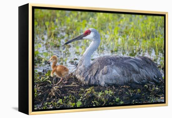 Just Hatched, Sandhill Crane on Nest with First Colt, Florida-Maresa Pryor-Framed Premier Image Canvas