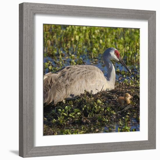 Just Hatched, Sandhill Crane on Nest with First Colt, Florida-Maresa Pryor-Framed Photographic Print