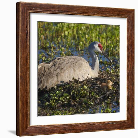 Just Hatched, Sandhill Crane on Nest with First Colt, Florida-Maresa Pryor-Framed Photographic Print