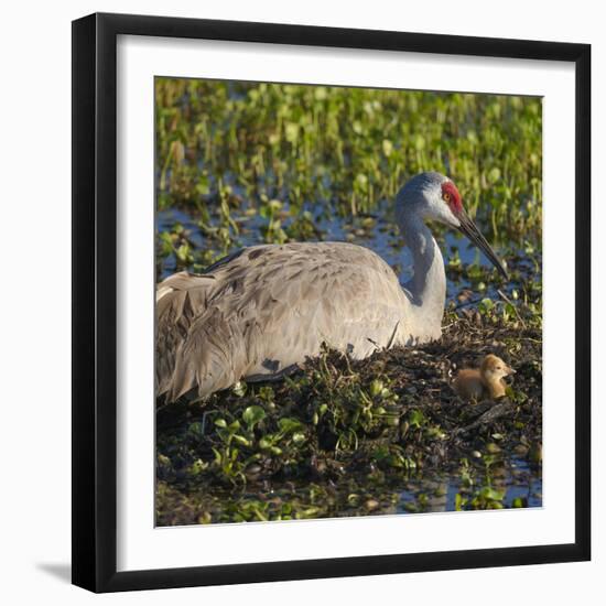 Just Hatched, Sandhill Crane on Nest with First Colt, Florida-Maresa Pryor-Framed Photographic Print