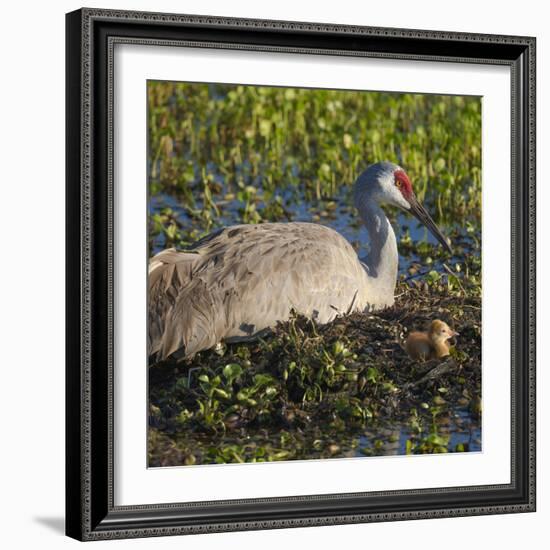 Just Hatched, Sandhill Crane on Nest with First Colt, Florida-Maresa Pryor-Framed Photographic Print