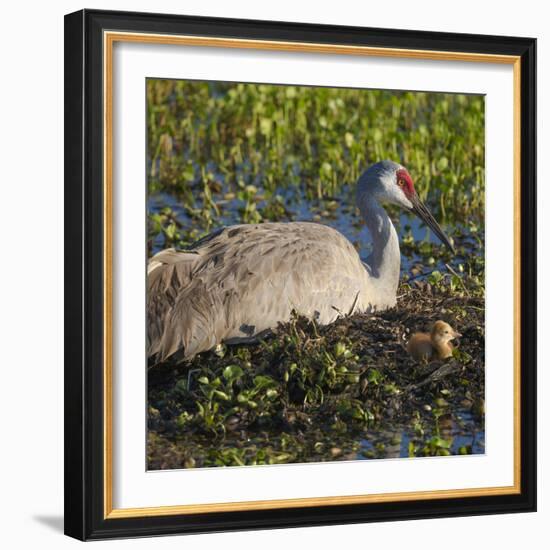 Just Hatched, Sandhill Crane on Nest with First Colt, Florida-Maresa Pryor-Framed Photographic Print