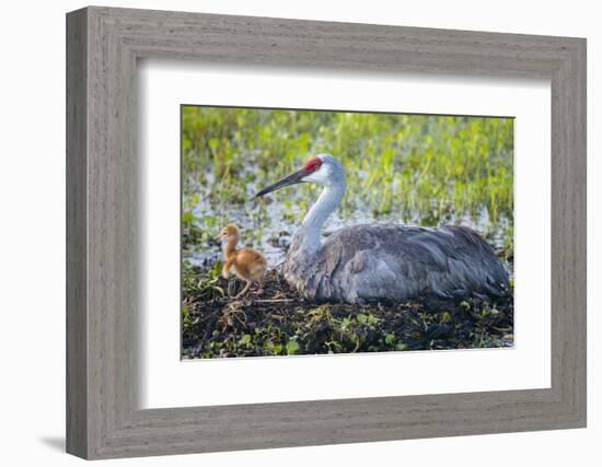 Just Hatched, Sandhill Crane on Nest with First Colt, Florida-Maresa Pryor-Framed Photographic Print