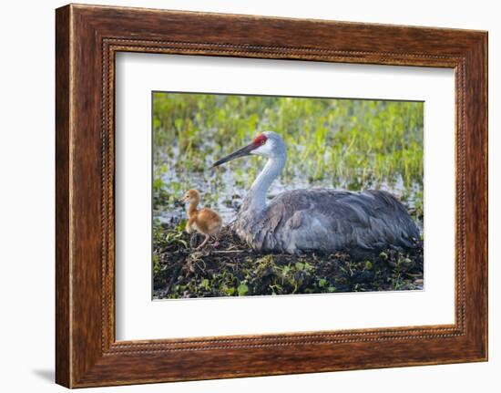 Just Hatched, Sandhill Crane on Nest with First Colt, Florida-Maresa Pryor-Framed Photographic Print