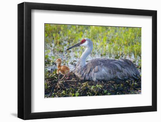 Just Hatched, Sandhill Crane on Nest with First Colt, Florida-Maresa Pryor-Framed Photographic Print