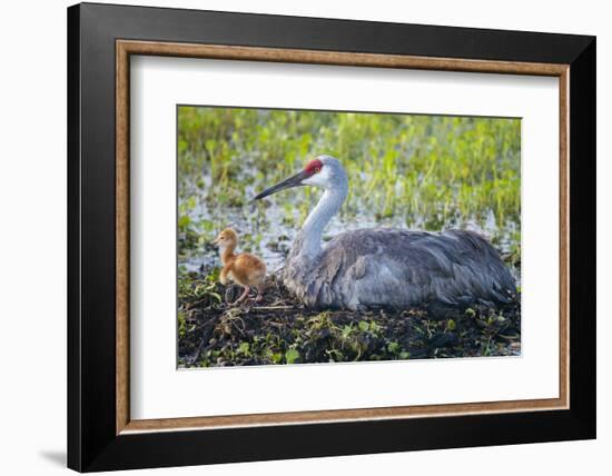 Just Hatched, Sandhill Crane on Nest with First Colt, Florida-Maresa Pryor-Framed Photographic Print
