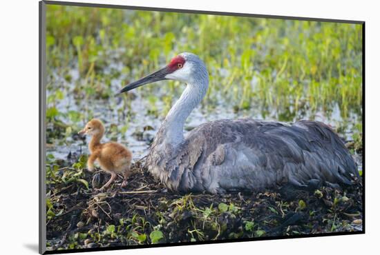 Just Hatched, Sandhill Crane on Nest with First Colt, Florida-Maresa Pryor-Mounted Photographic Print