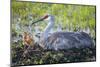 Just Hatched, Sandhill Crane on Nest with First Colt, Florida-Maresa Pryor-Mounted Photographic Print