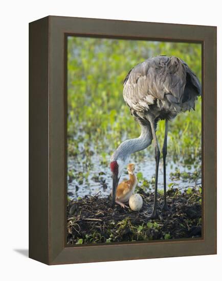 Just Hatched, Sandhill Crane Rotating Second Egg, First Colt, Florida-Maresa Pryor-Framed Premier Image Canvas