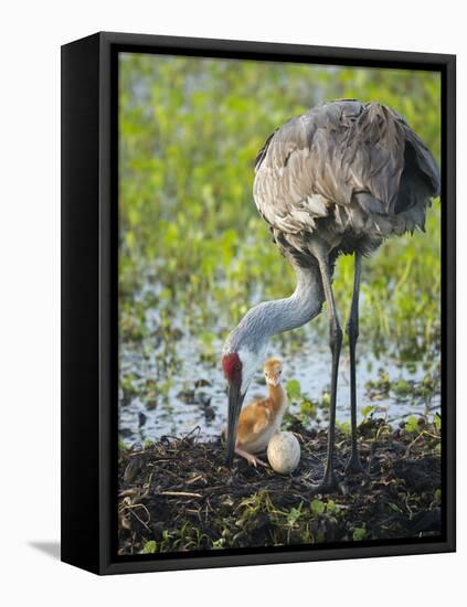 Just Hatched, Sandhill Crane Rotating Second Egg, First Colt, Florida-Maresa Pryor-Framed Premier Image Canvas