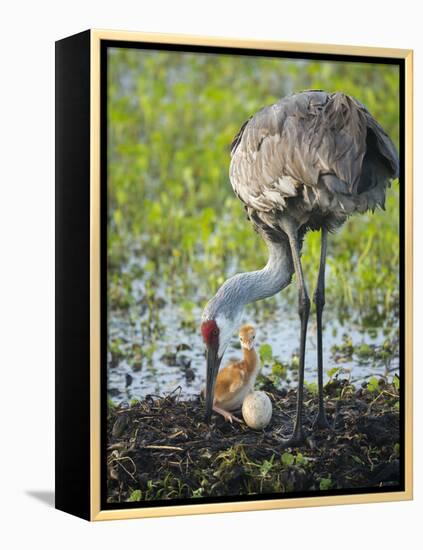 Just Hatched, Sandhill Crane Rotating Second Egg, First Colt, Florida-Maresa Pryor-Framed Premier Image Canvas