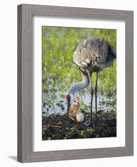 Just Hatched, Sandhill Crane Rotating Second Egg, First Colt, Florida-Maresa Pryor-Framed Photographic Print