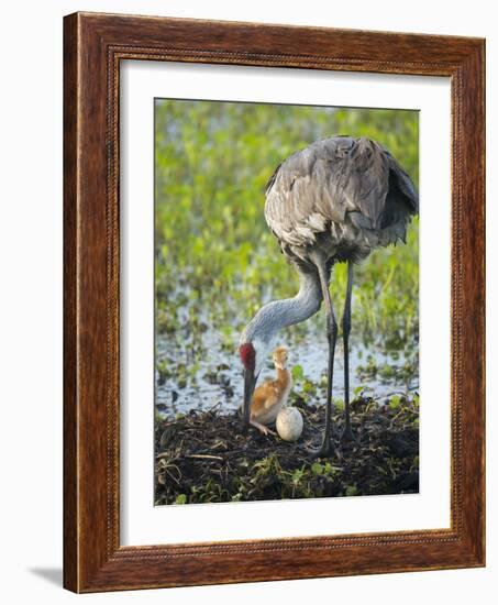 Just Hatched, Sandhill Crane Rotating Second Egg, First Colt, Florida-Maresa Pryor-Framed Photographic Print