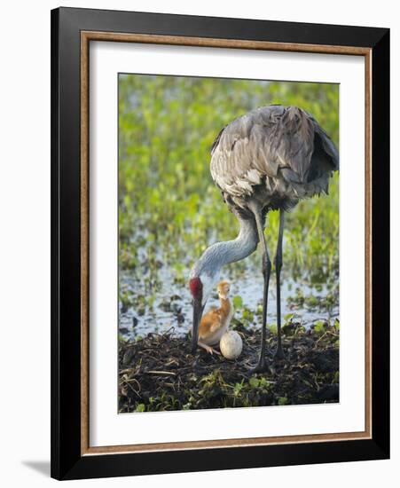 Just Hatched, Sandhill Crane Rotating Second Egg, First Colt, Florida-Maresa Pryor-Framed Photographic Print