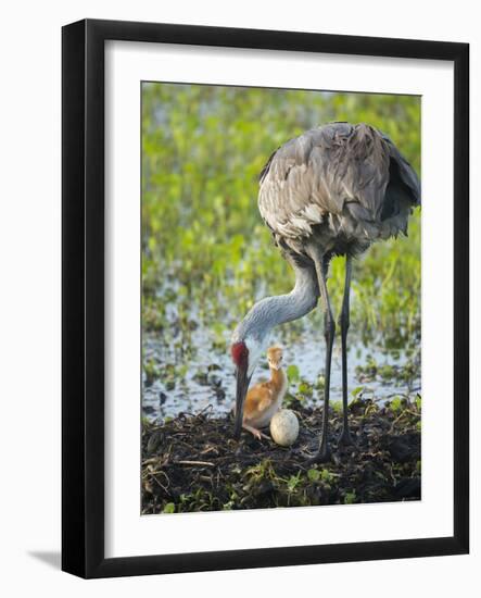 Just Hatched, Sandhill Crane Rotating Second Egg, First Colt, Florida-Maresa Pryor-Framed Photographic Print