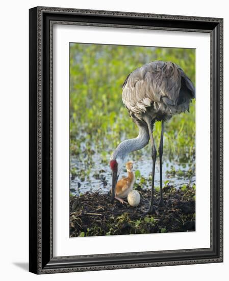 Just Hatched, Sandhill Crane Rotating Second Egg, First Colt, Florida-Maresa Pryor-Framed Photographic Print