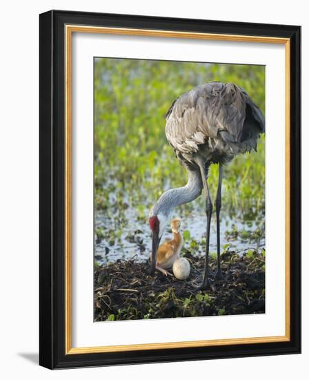 Just Hatched, Sandhill Crane Rotating Second Egg, First Colt, Florida-Maresa Pryor-Framed Photographic Print