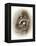 Just Lookin-Peggy Harris-Framed Premier Image Canvas