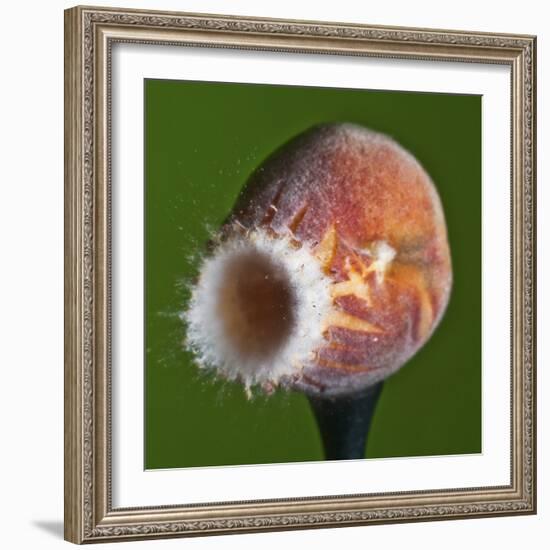 Just Peachy-Alan Sailer-Framed Photographic Print