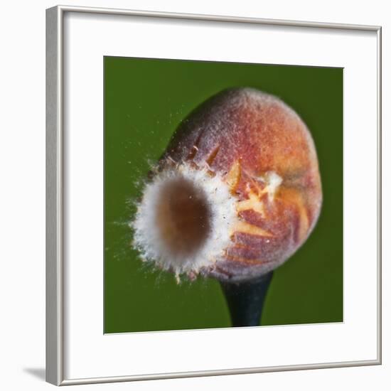 Just Peachy-Alan Sailer-Framed Photographic Print