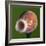 Just Peachy-Alan Sailer-Framed Photographic Print