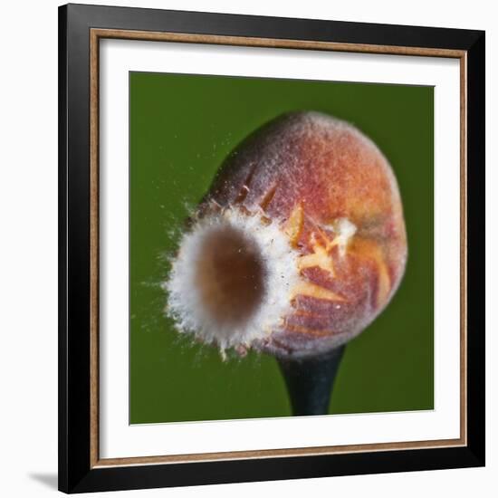 Just Peachy-Alan Sailer-Framed Photographic Print