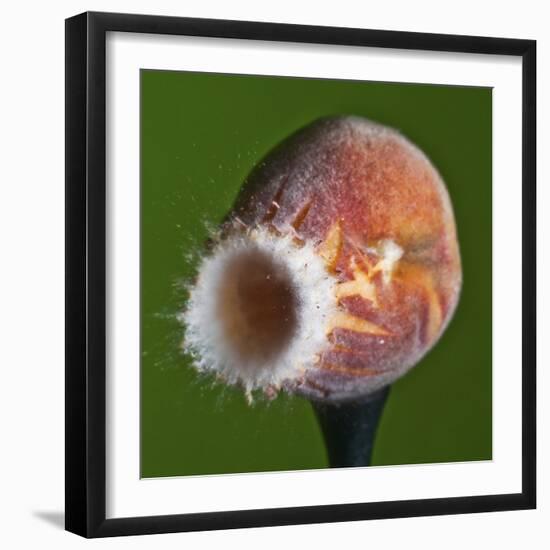 Just Peachy-Alan Sailer-Framed Photographic Print