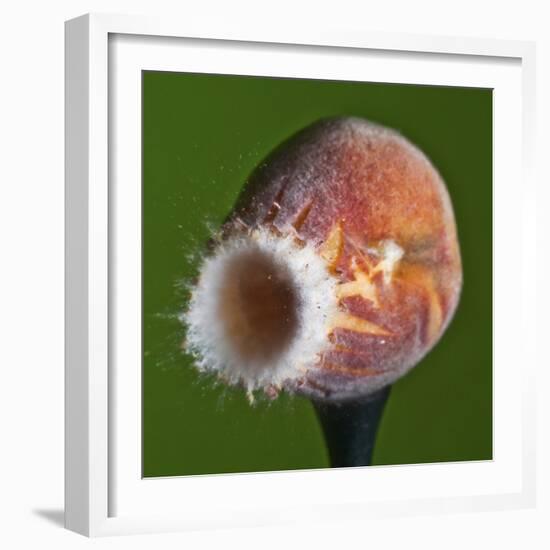 Just Peachy-Alan Sailer-Framed Photographic Print