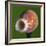 Just Peachy-Alan Sailer-Framed Photographic Print