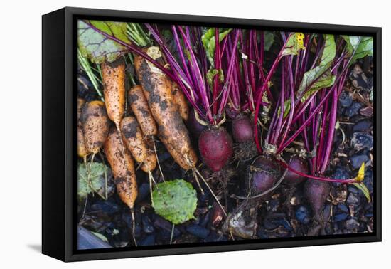 Just Pulled Carrots And Beets Out Of The Garden-Justin Bailie-Framed Premier Image Canvas